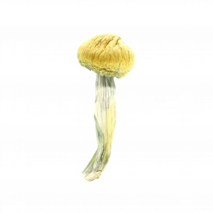 Buy Shrooms In Antigonish, Buy Shrooms in Antigonish For Less | Nova Scotia Magic Mushroom Dispensary