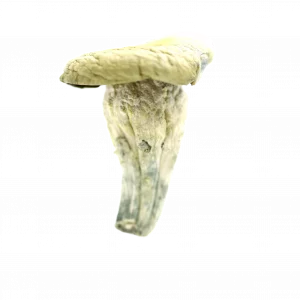 Buy Shrooms In Glace Bay, Buy Shrooms in Glace Bay For Less | Nova Scotia Magic Mushroom Dispensary