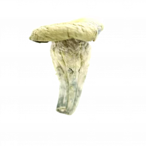 Buy Shrooms In Antigonish, Buy Shrooms in Antigonish For Less | Nova Scotia Magic Mushroom Dispensary