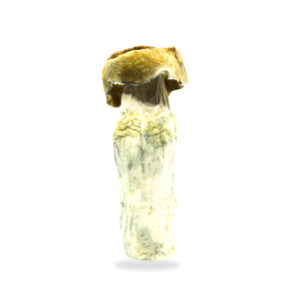 Buy Shrooms In Portage La Prairie, Buy Shrooms in Portage la Prairie For Less | Manitoba Magic Mushroom Dispensary