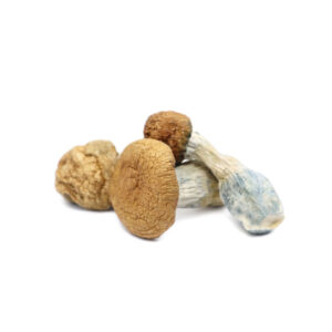 Buy Shrooms In Nipawin, Buy Shrooms in Nipawin For Less | Saskatchewan Magic Mushroom Dispensary