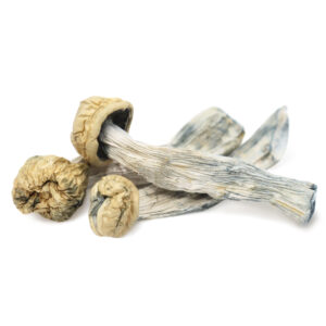Buy Shrooms In Nipawin, Buy Shrooms in Nipawin For Less | Saskatchewan Magic Mushroom Dispensary