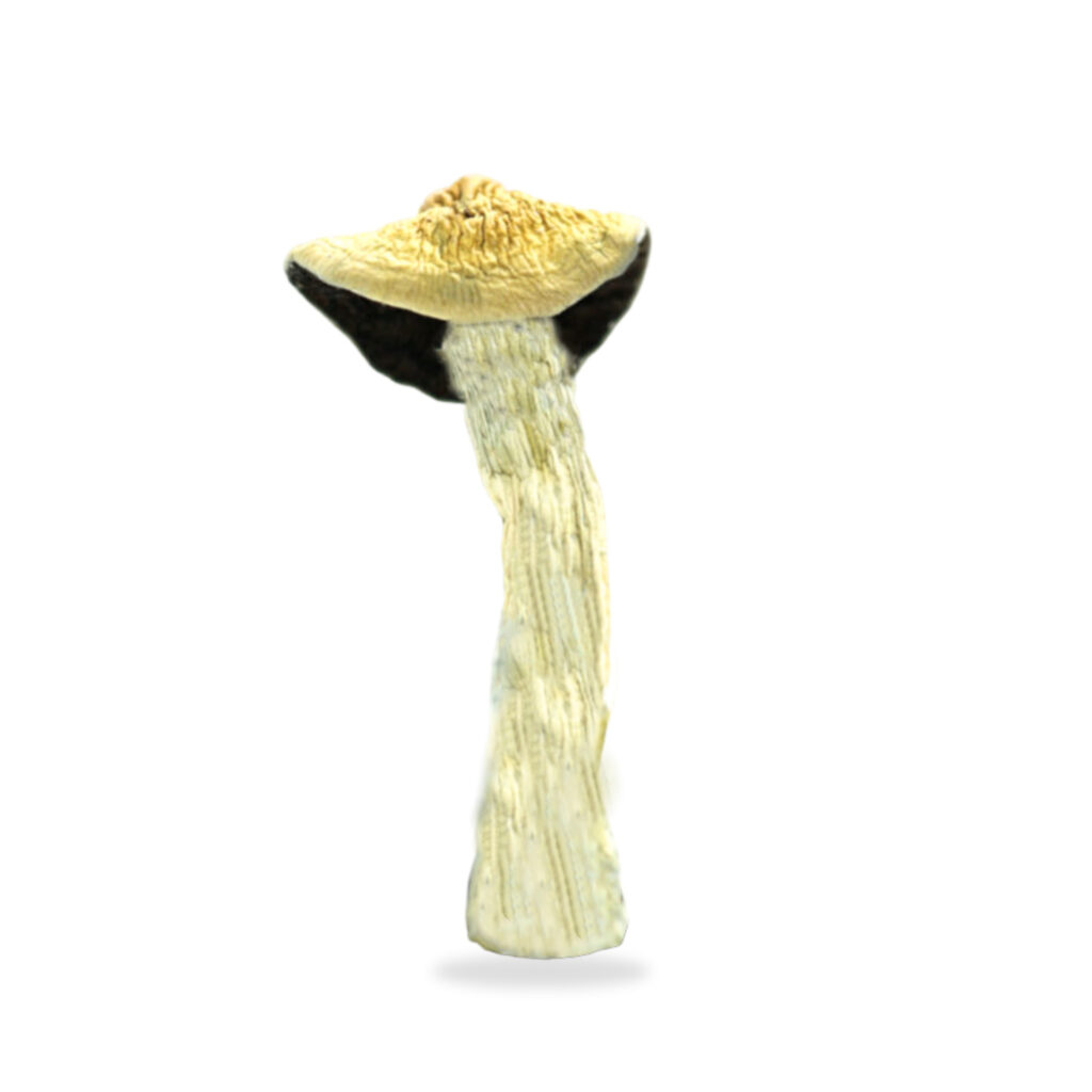 Buy Yeti Magic Mushrooms - Get Magic Mushrooms