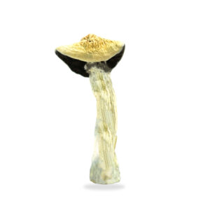 Buy Shrooms In Portage La Prairie, Buy Shrooms in Portage la Prairie For Less | Manitoba Magic Mushroom Dispensary