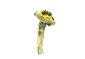 Buy Shrooms In Antigonish, Buy Shrooms in Antigonish For Less | Nova Scotia Magic Mushroom Dispensary