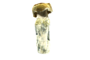 Buy Shrooms In Antigonish, Buy Shrooms in Antigonish For Less | Nova Scotia Magic Mushroom Dispensary