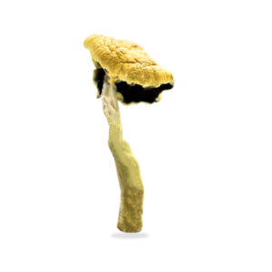 Buy Shrooms In St. Thomas, Buy Shrooms in St. Thomas For Less | Ontario Magic Mushroom Dispensary