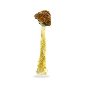 Buy Shrooms In St. Thomas, Buy Shrooms in St. Thomas For Less | Ontario Magic Mushroom Dispensary