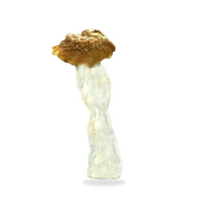 Buy Shrooms In Ottawa, Buy Shrooms in Ottawa For Less | Ontario Magic Mushroom Dispensary