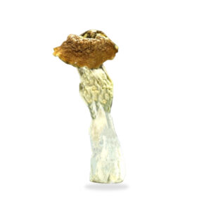 Buy Shrooms In Portage La Prairie, Buy Shrooms in Portage la Prairie For Less | Manitoba Magic Mushroom Dispensary