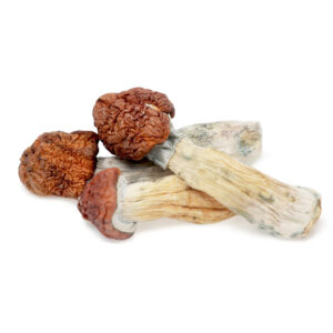 Buy Shrooms In Nipawin, Buy Shrooms in Nipawin For Less | Saskatchewan Magic Mushroom Dispensary