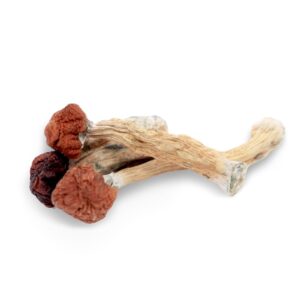 Buy Shrooms In Nipawin, Buy Shrooms in Nipawin For Less | Saskatchewan Magic Mushroom Dispensary