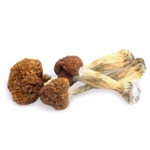 Buy Shrooms In Nipawin, Buy Shrooms in Nipawin For Less | Saskatchewan Magic Mushroom Dispensary
