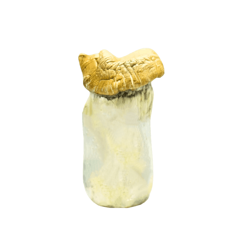 get magic mushrooms, Get Magic Mushrooms | Buy Shrooms Online In Canada