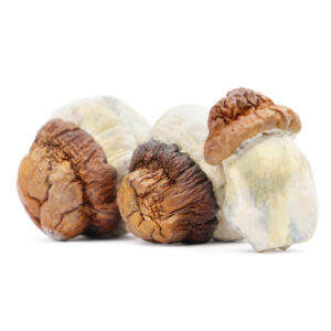 Buy Shrooms In Nipawin, Buy Shrooms in Nipawin For Less | Saskatchewan Magic Mushroom Dispensary