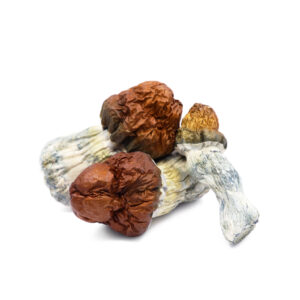 Buy Shrooms In Nipawin, Buy Shrooms in Nipawin For Less | Saskatchewan Magic Mushroom Dispensary
