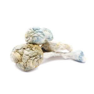 Buy Shrooms In Nipawin, Buy Shrooms in Nipawin For Less | Saskatchewan Magic Mushroom Dispensary