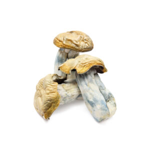 Buy Shrooms In Nipawin, Buy Shrooms in Nipawin For Less | Saskatchewan Magic Mushroom Dispensary