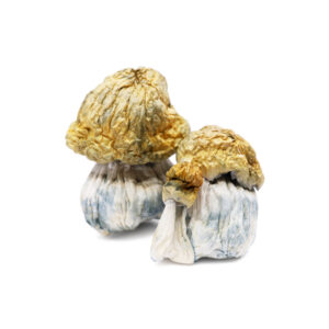 Buy Shrooms In Nipawin, Buy Shrooms in Nipawin For Less | Saskatchewan Magic Mushroom Dispensary